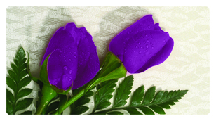 DSC700 053 2 Roses Orchid